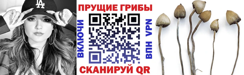 Псилоцибиновые грибы Cubensis  Александровск-Сахалинский 